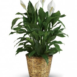 Potted peace lily plant with white blooms in a woven basket