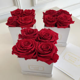 Red roses arranged in white square boxes