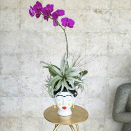 Purple orchid in a decorative face-shaped planter with air plants