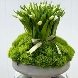 White tulip buds arranged in a moss-covered bowl with a ribbon