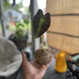 Small kokedama-style plant with a single green leaf held in a hand