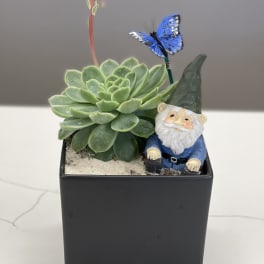 Succulent in a black square pot with a small gnome and blue butterfly decoration