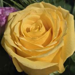 Close-up of a single yellow rose in full bloom.