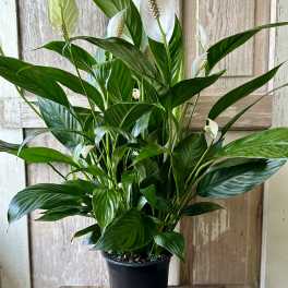 Potted peace lily plant with white blooms