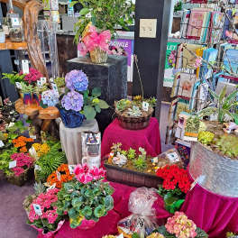 Assorted potted flowers and plants displayed on colorful stands in a shop.