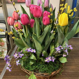 Assorted Bulb Plant Basket