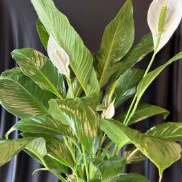 White peace lilies in a leafy green plant arrangement