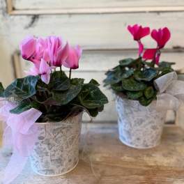 Two potted pink cyclamen plants in patterned white containers with sheer ribbon bows