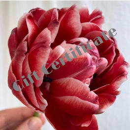 Close-up of a red tulip bloom with a hand holding the stem