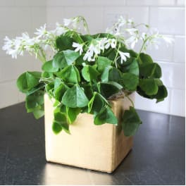 White flowers in a gold square pot with trailing green leaves