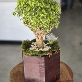 Zen Bonsai Serenity 7102