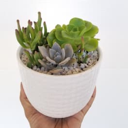 Small potted succulent arrangement in a white ceramic pot