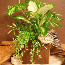 Potted green houseplant arrangement with trailing vines and a small bird nest decoration