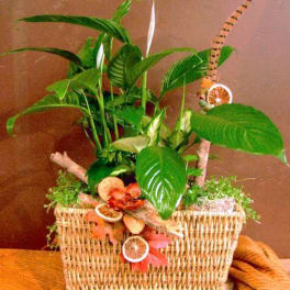 Potted green houseplant arrangement in a wicker basket with dried citrus slices
