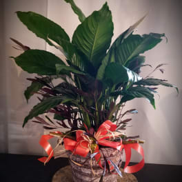 Potted green houseplant with large leaves and a red ribbon bow