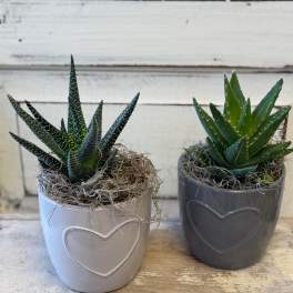 Two small potted succulents in heart-decorated ceramic pots