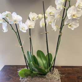 White orchids in a wooden box planter