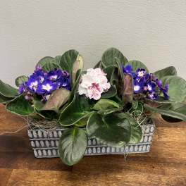 Potted African violets with purple and pink blooms in a rectangular planter