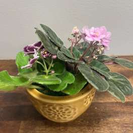Potted African violet with pink and purple blooms in a yellow ceramic pot
