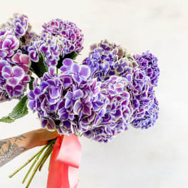 Bouquet of purple hydrangeas tied with a pink ribbon