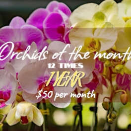 Colorful orchids with text advertising orchids of the month