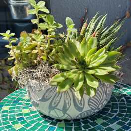 Succulent planter in a patterned ceramic bowl