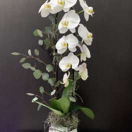 White orchid arrangement in a square ceramic vase with eucalyptus