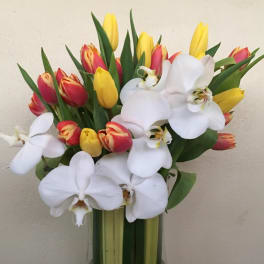 Bouquet of red and yellow tulips with white orchids in a glass vase