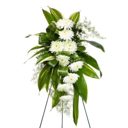 White chrysanthemum standing spray with broad green leaves