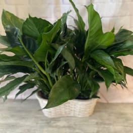 Potted green houseplant in a white woven basket