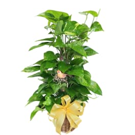 Potted pothos plant in a woven basket with a yellow ribbon