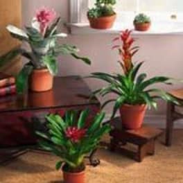 Collection of green houseplants with red and pink blooms in terracotta pots arranged indoors.