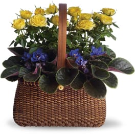 Yellow roses and purple violets in a woven basket planter