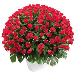 Large bouquet of red roses in a white vase