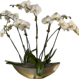White orchids arranged in a shallow metallic bowl planter