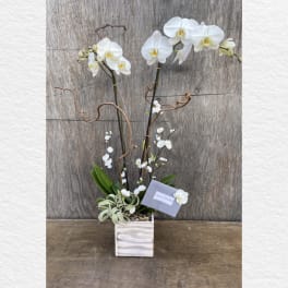 White orchid arrangement in a square vase with curly branches