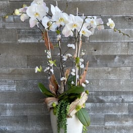White orchid arrangement in a tall white vase