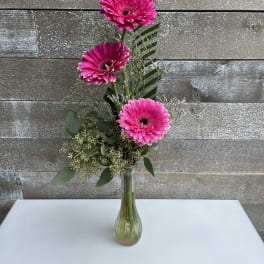 Three pink gerbera daisies in a clear glass vase