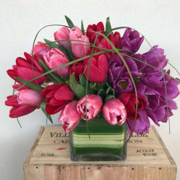Bouquet of pink, red, and purple tulips in a square glass vase