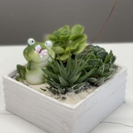 Succulent arrangement in a white square planter with a frog figurine