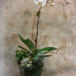 Potted succulent arrangement with a white orchid stem