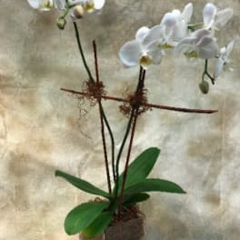 White orchid plant in a square brown pot with decorative twigs