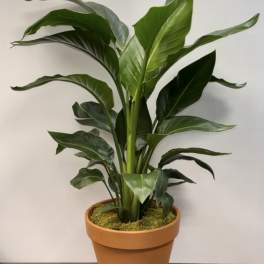 Tall houseplant with large glossy green leaves in a terracotta pot on a wooden surface