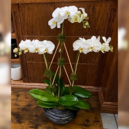 White orchid plant in a black pot with bamboo supports