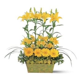 Yellow Garden Rows [TF147-2]