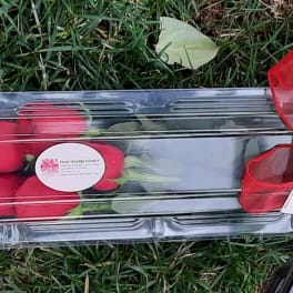 Single red rose in a clear plastic box with a ribbon