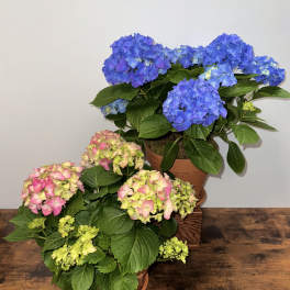 Two potted hydrangea plants with blue and pink-green blooms on a wooden surface