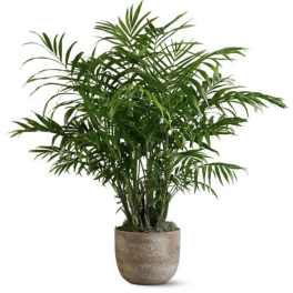 Palm Plant