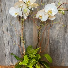 White orchids in a low decorative planter with green foliage