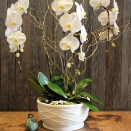 White orchids in a white ceramic pot with decorative branches